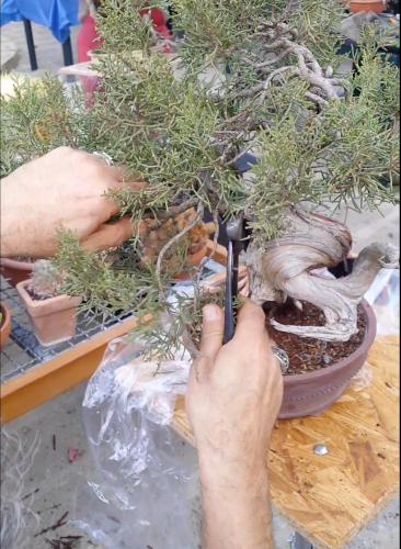 Potatura bonsai: drastica, di contenimento e defogliazione